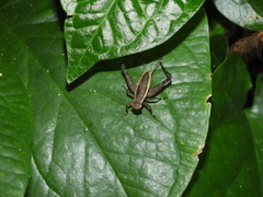 Lebinthus lanyuensis