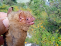 Lasiurus intermedius