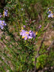 Scoparia ericacea
