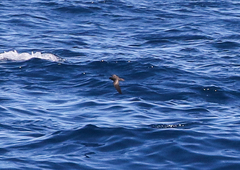 Hydrobates microsoma
