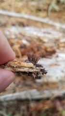Stemonitis