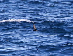 Hydrobates microsoma