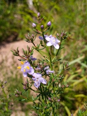 Scoparia ericacea