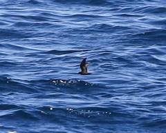Hydrobates microsoma