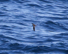 Hydrobates microsoma
