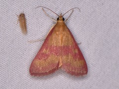 Pyrausta laticlavia