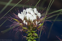 Polanisia dodecandra