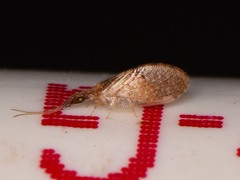 Sympherobius barberi