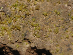 Physcomitrium serratum