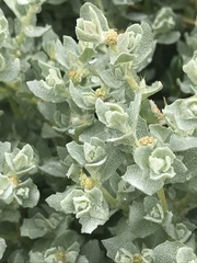 Atriplex lindleyi