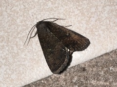Condica sutor