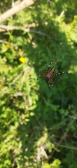 Neoscona oaxacensis