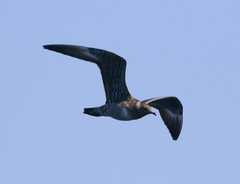 Stercorarius longicaudus