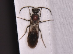 Sphaeropthalma imperialis