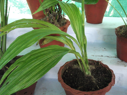 Calanthe tankervilleae