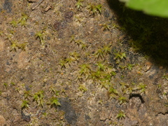 Physcomitrium serratum