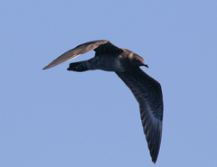 Stercorarius longicaudus