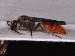 Sphaeropthalma imperialis