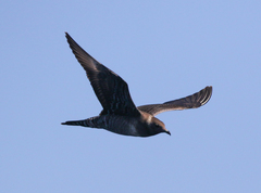 Stercorarius longicaudus