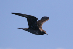 Stercorarius longicaudus