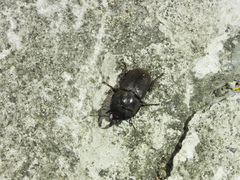 Metallactulus parvulus