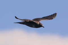 Stercorarius longicaudus