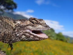 Sceloporus melanorhinus