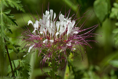 Polanisia dodecandra