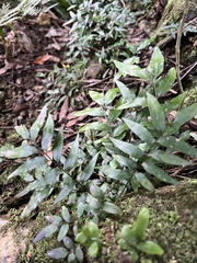 Arthropteris tenella