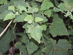 Mikania cordifolia