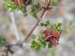 Pultenaea retusa