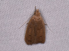 Inga obscuromaculella