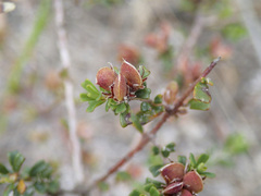 Pultenaea retusa