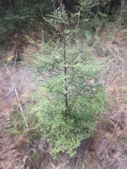 Nothofagus cliffortioides