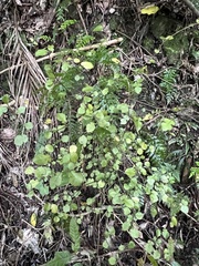 Streblus heterophyllus