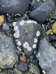Hexanauplia
