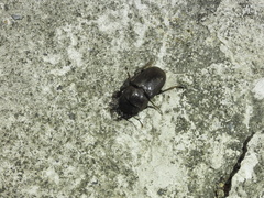 Metallactulus parvulus