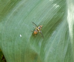 Bactrocera
