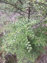 Nothofagus cliffortioides