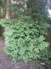 Prumnopitys ferruginea