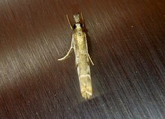 Platytes alpinella