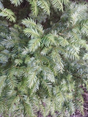 Prumnopitys ferruginea