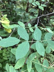 Rosa nutkana
