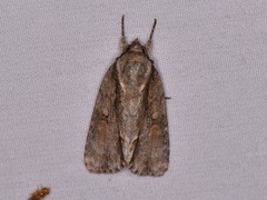 Acronicta connecta