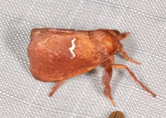 Monoleuca semifascia