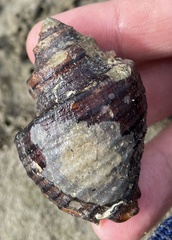 Opeatostoma pseudodon