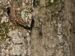 Toxorhynchites rutilus septentrionalis