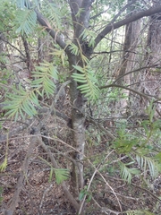 Prumnopitys ferruginea