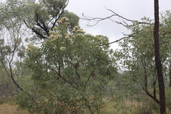 Corymbia terminalis