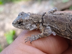 Urosaurus bicarinatus